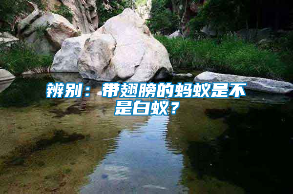 辨別：帶翅膀的螞蟻是不是白蟻？